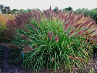RED HEAD GRASS BALENIE 5 TRÁVY V ČRENÁRE